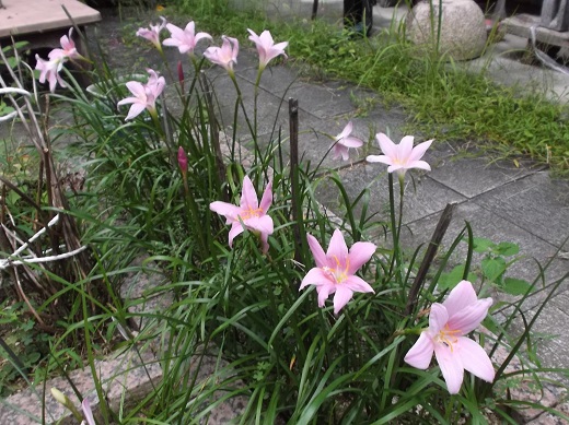 奈良のさとやまを歩く 道ばたの花 Ssブログ